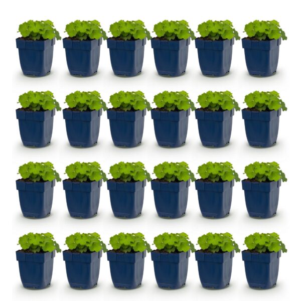 Alchemilla mollis – Frauenmantel – Bodendecker – Gelb – 24 Pflanzen