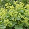 Alchemilla mollis – Frauenmantel – Bodendecker – Gelb – 24 Pflanzen