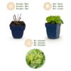 Alchemilla mollis – Frauenmantel – Bodendecker – Gelb – 24 Pflanzen