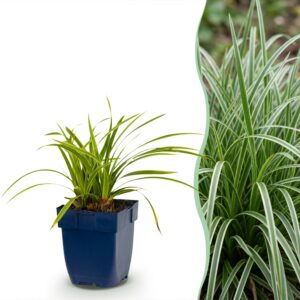 Carex morrowii „Ice Dance“ – Japanische Segge – Immergrün – Creme-Grün – 24 Pflanzen