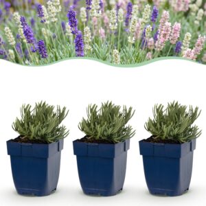 Lavandula Tricolour – Lavendel – Duftend – Blau – Rosa – Weiß – 24 Pflanzen