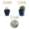 65b9e92f36544a76ac15acf0dc3731eb69ecda1c2b484cc795eee4072f41c5d5.jpg Lavandula Tricolour – Lavendel – Duftend – Blau – Rosa – Weiß – 24 Pflanzen