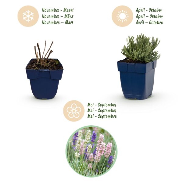 65b9e92f36544a76ac15acf0dc3731eb69ecda1c2b484cc795eee4072f41c5d5.jpg Lavandula Tricolour – Lavendel – Duftend – Blau – Rosa – Weiß – 24 Pflanzen