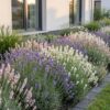 71bef81a247a45b8b700dfef57c83f5d68470021070545a0bda044c17bf0548c.jpg Lavandula Tricolour – Lavendel – Duftend – Blau – Rosa – Weiß – 24 Pflanzen