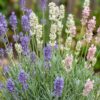 7eec2baf8569402188354281547b651598c801810bf041429e16a482c5093c1c.jpg Lavandula Tricolour – Lavendel – Duftend – Blau – Rosa – Weiß – 24 Pflanzen