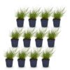02d5d92aa5154c7198a476eaddca1246cfe56d77539247d7b566f39470c935ef.jpg Panicum virg. Northwind – Präriegras – mit Rispen – grün – 12 Pflanzen