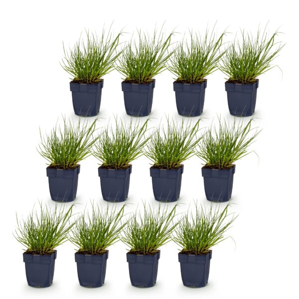 02d5d92aa5154c7198a476eaddca1246cfe56d77539247d7b566f39470c935ef.jpg Panicum virg. Northwind – Präriegras – mit Rispen – grün – 12 Pflanzen
