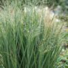 224e0bfc8cbd4e0a8c3711a8990ee9a55fe3ebbd4bcb44a58d6e1335911897ad.jpg Panicum virg. Northwind – Präriegras – mit Rispen – grün – 12 Pflanzen