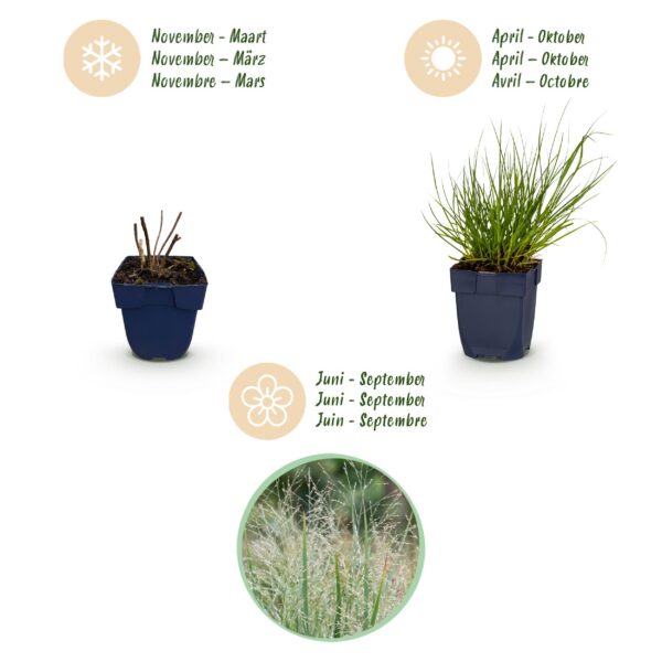 8dbc87a85ede4f06a954590826d08d72ffb22b57118c4426ae0daa9db4addfdd.jpg Panicum virg. Northwind – Präriegras – mit Rispen – grün – 12 Pflanzen