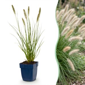 Pennisetum alop. Hameln – Lampenputzergras – mit Rispen – grün – 12 Pflanzen