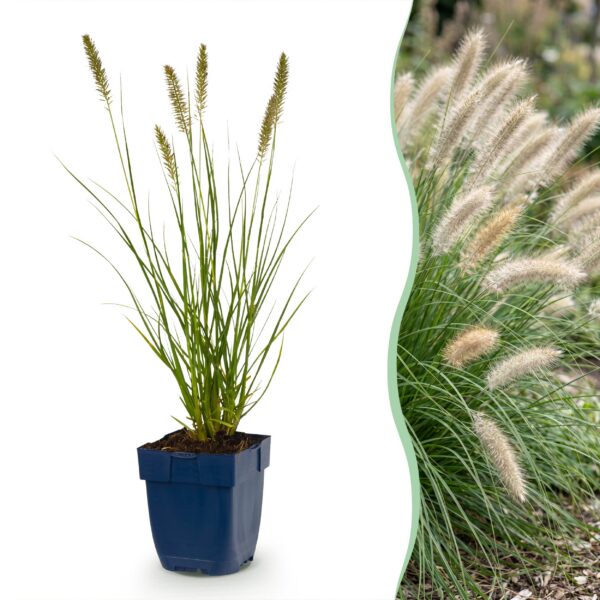 1fb04bd8e8b04adc96d780adecd3e98fd5d46f614c8d4229a59abd99807bb5e8.jpg Pennisetum alop. Hameln – Lampenputzergras – mit Rispen – grün – 12 Pflanzen
