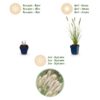 69924c6cce1b4b679682523fe586baa8a4b26c4d8f7c4e82a31fffe065155987.jpg Pennisetum alop. Hameln – Lampenputzergras – mit Rispen – grün – 12 Pflanzen