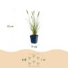 6ac5485dae1d47d8801c70e37c846fa9f975780a54474c5281c697eae65c32ba.jpg Pennisetum alop. Hameln – Lampenputzergras – mit Rispen – grün – 12 Pflanzen