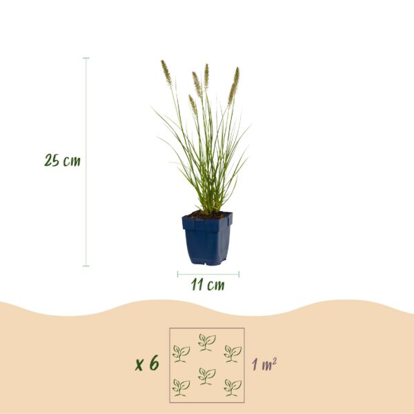 6ac5485dae1d47d8801c70e37c846fa9f975780a54474c5281c697eae65c32ba.jpg Pennisetum alop. Hameln – Lampenputzergras – mit Rispen – grün – 12 Pflanzen