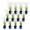 e9e138b173494ff1981b44a6153bc1dcb7692bdc0fa843eb98001c825f034e84.jpg Pennisetum alop. Hameln – Lampenputzergras – mit Rispen – grün – 12 Pflanzen