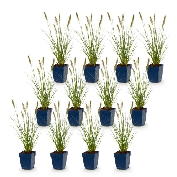 e9e138b173494ff1981b44a6153bc1dcb7692bdc0fa843eb98001c825f034e84.jpg Pennisetum alop. Hameln – Lampenputzergras – mit Rispen – grün – 12 Pflanzen