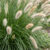 f9d41846c83f443487c4634510b7535569b3e1bd0c4d4e89bca20d761c430332.jpg Pennisetum alop. Hameln – Lampenputzergras – mit Rispen – grün – 12 Pflanzen
