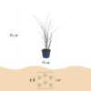82b53915322f4ca99b25209bdbf88bbc10e9ff32c04849cab42af712d6c9edb0.jpg Miscanthus sin. Gracillimus – Pampusgras – mit Rispen – grün – 12 Pflanzen