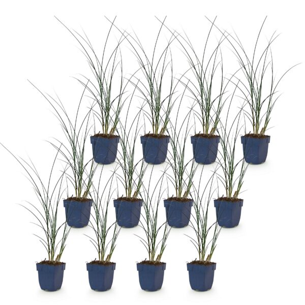 9298e709ecf44934ae750d683e780d2abfadf2e4ae4a4410a22ec80d6c640c30.jpg Miscanthus sin. Gracillimus – Pampusgras – mit Rispen – grün – 12 Pflanzen