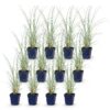 273c9b65fcca4e7fa131c6a7747c41a40bd15c595e984bd385856e511e398134.jpg Miscanthus sin. Morning Light – Pampasgras – mit Rispen – silberfarben – 12 Pflanzen