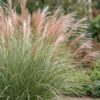 8fd64606c5f74d3bb14250af2ebcefe2e842c50166fe4879ac46ae6f5edd35f3.jpg Miscanthus sin. Morning Light – Pampasgras – mit Rispen – silberfarben – 12 Pflanzen