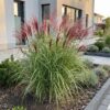 0582fe57c722435d920094c6db3b0740d8d42132614e45958cde48c6a3d85232.jpg Miscanthus sin. Red Chief – Pampasgras – mit Rispen – grün – 12 Pflanzen