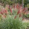 0c65d64a3df34fc9a48c7bf3fc4681181c0f956166354b71b6dfe4a5b81210b7.jpg Miscanthus sin. Red Chief – Pampasgras – mit Rispen – grün – 12 Pflanzen