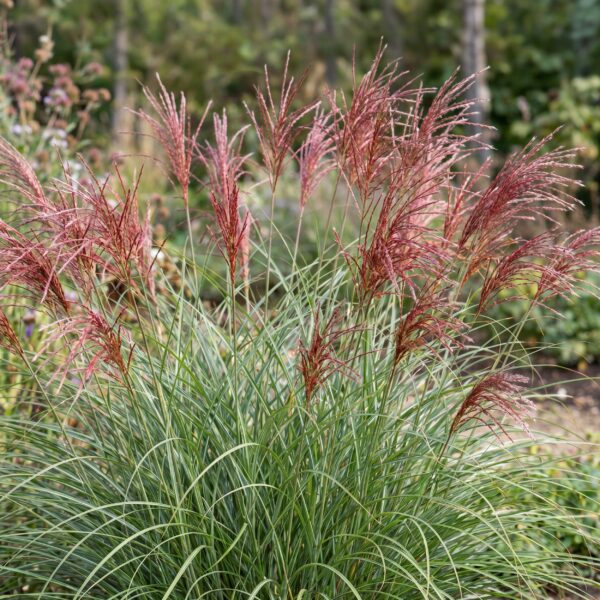 0c65d64a3df34fc9a48c7bf3fc4681181c0f956166354b71b6dfe4a5b81210b7.jpg Miscanthus sin. Red Chief – Pampasgras – mit Rispen – grün – 12 Pflanzen