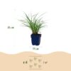 2117de1b35e94817b2bbcc975c7d7b0979b7ffe72ab74d10bb3cffd3c709f07f.jpg Miscanthus sin. Red Chief – Pampasgras – mit Rispen – grün – 12 Pflanzen