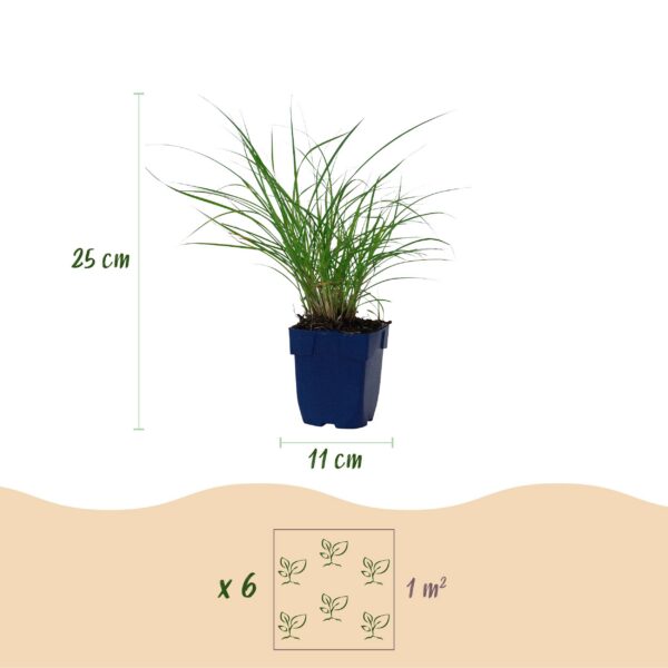 2117de1b35e94817b2bbcc975c7d7b0979b7ffe72ab74d10bb3cffd3c709f07f.jpg Miscanthus sin. Red Chief – Pampasgras – mit Rispen – grün – 12 Pflanzen