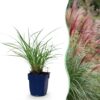 d6dca02b9d7e457c99eeabda1e5776e50d2035a6548c415f8b62f7f6a1f91ad2.jpg Miscanthus sin. Red Chief – Pampasgras – mit Rispen – grün – 12 Pflanzen
