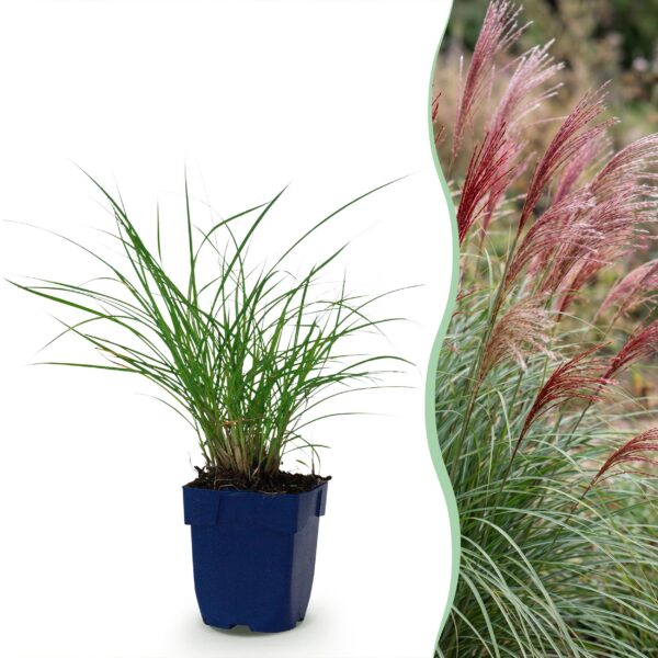 d6dca02b9d7e457c99eeabda1e5776e50d2035a6548c415f8b62f7f6a1f91ad2.jpg Miscanthus sin. Red Chief – Pampasgras – mit Rispen – grün – 12 Pflanzen