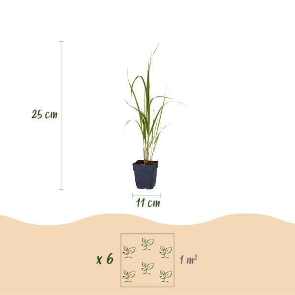 a1f3816eb8ad46798538fffca306bd65b0a150f5821049f7a084c4a45badc272.jpg Molinia arund. Karl Foerster – Rohrglanzgras – mit Rispen – grün – 12 Pflanzen