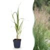 ea5ede4875494b45a8f2a93eb92a3e97f7d604af36684b93b06a43930ad925f9.jpg Molinia arund. Karl Foerster – Rohrglanzgras – mit Rispen – grün – 12 Pflanzen