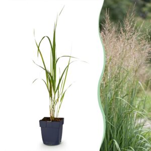 ea5ede4875494b45a8f2a93eb92a3e97f7d604af36684b93b06a43930ad925f9.jpg Molinia arund. Karl Foerster – Rohrglanzgras – mit Rispen – grün – 12 Pflanzen