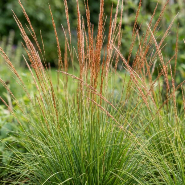 4a595e6d6a7949edbdb4543706350d855392990ac880415892e80e636a7a156d.jpg Molinia caer. Heidebraut – Pfeifengras – mit Rispen – grün – 12 Pflanzen