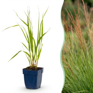 c0238580ae804e969188ee5170a7e0468914d7fbae52418da7fa478ca6b791fb.jpg Molinia caer. Heidebraut – Pfeifengras – mit Rispen – grün – 12 Pflanzen