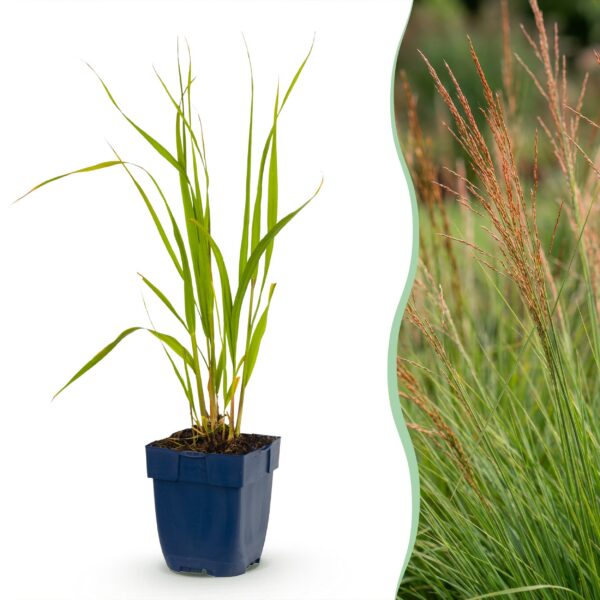 c0238580ae804e969188ee5170a7e0468914d7fbae52418da7fa478ca6b791fb.jpg Molinia caer. Heidebraut – Pfeifengras – mit Rispen – grün – 12 Pflanzen