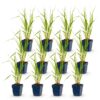 ef74f0a7acd0447f8ef66f15c9f1bb1eba7abb96ef7f4f9eb3e7ed60429ab584.jpg Molinia caer. Heidebraut – Pfeifengras – mit Rispen – grün – 12 Pflanzen
