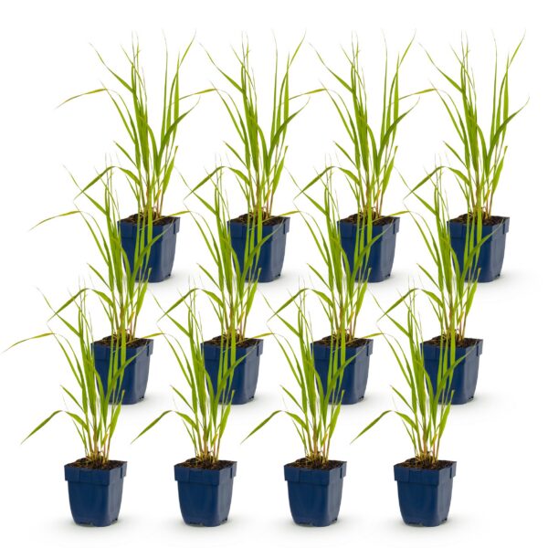 ef74f0a7acd0447f8ef66f15c9f1bb1eba7abb96ef7f4f9eb3e7ed60429ab584.jpg Molinia caer. Heidebraut – Pfeifengras – mit Rispen – grün – 12 Pflanzen