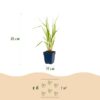 f164b303f3d94e6d9268ad39e03ddf27d6ad6f166da541ef93b183eec7d079f8.jpg Molinia caer. Heidebraut – Pfeifengras – mit Rispen – grün – 12 Pflanzen