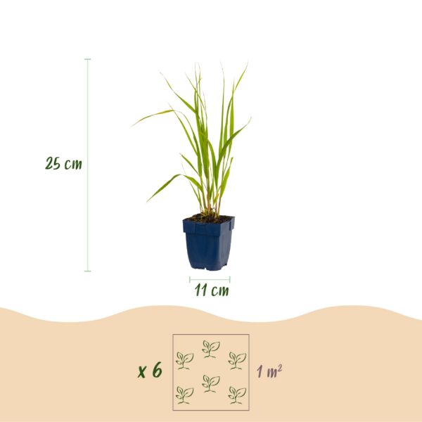f164b303f3d94e6d9268ad39e03ddf27d6ad6f166da541ef93b183eec7d079f8.jpg Molinia caer. Heidebraut – Pfeifengras – mit Rispen – grün – 12 Pflanzen