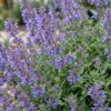 Nepeta faassenii 'Six Hills Giant' – Katzenminze – Bienen- und Schmetterlingsmagnet – Violett – 12 Pflanzen