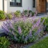 Nepeta faassenii 'Six Hills Giant' – Katzenminze – Bienen- und Schmetterlingsmagnet – Violett – 12 Pflanzen