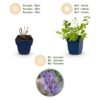 Nepeta faassenii 'Six Hills Giant' – Katzenminze – Bienen- und Schmetterlingsmagnet – Violett – 12 Pflanzen
