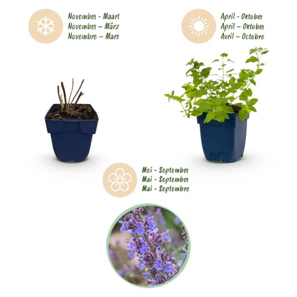 Nepeta faassenii 'Six Hills Giant' – Katzenminze – Bienen- und Schmetterlingsmagnet – Violett – 12 Pflanzen
