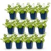 Nepeta faassenii 'Six Hills Giant' – Katzenminze – Bienen- und Schmetterlingsmagnet – Violett – 12 Pflanzen