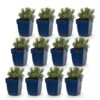 144ceb7aaad7471eac9bb861e9029d36ca68ac8f3dcc434d8a42f9f06b35d4d3.jpg Lavandula ang. Edelweiss – Lavendel – Duftend – Weiß – 12 Pflanzen