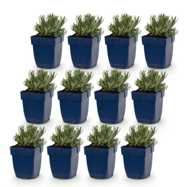 144ceb7aaad7471eac9bb861e9029d36ca68ac8f3dcc434d8a42f9f06b35d4d3.jpg Lavandula ang. Edelweiss – Lavendel – Duftend – Weiß – 12 Pflanzen