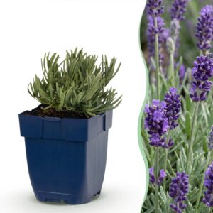97fcf92b8c574b1da8628ce77a3f4cfc05cb5ab46e65404599fe91f331fa57e8.jpg Lavandula ang. Munstead – Lavendel – Duftend – Violett – 12 Pflanzen